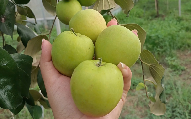 bàn tay nông dân ngon farm cầm táo xanh hái tại vườn táo ở trang trại tuy phong